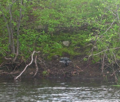 Loon on nest